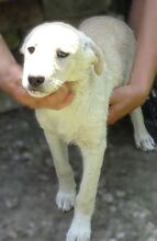 FARA, Hund, Mischlingshund in Rumänien - Bild 5