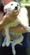 FARA, Hund, Mischlingshund in Rumänien - Bild 6