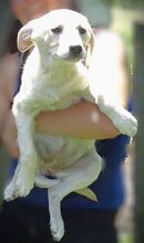 FARA, Hund, Mischlingshund in Rumänien - Bild 7