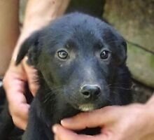 FREYA2, Hund, Mischlingshund in Rumänien - Bild 1
