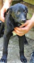FREYA2, Hund, Mischlingshund in Rumänien - Bild 2