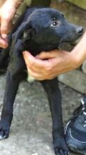 FREYA2, Hund, Mischlingshund in Rumänien - Bild 3