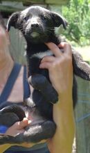 FREYA2, Hund, Mischlingshund in Rumänien - Bild 4