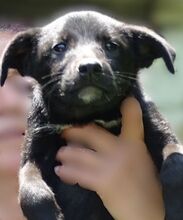 FREYA2, Hund, Mischlingshund in Rumänien - Bild 5