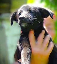 FREYA2, Hund, Mischlingshund in Rumänien - Bild 7
