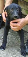 FREYA2, Hund, Mischlingshund in Rumänien - Bild 8