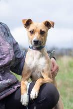DARCY, Hund, Mischlingshund in Ukraine - Bild 2
