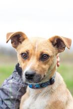 DARCY, Hund, Mischlingshund in Ukraine - Bild 3