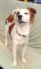 KALA, Hund, Mischlingshund in Spanien - Bild 1