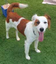 KALA, Hund, Mischlingshund in Spanien - Bild 2