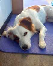 KALA, Hund, Mischlingshund in Spanien - Bild 3
