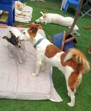 KALA, Hund, Mischlingshund in Spanien - Bild 4