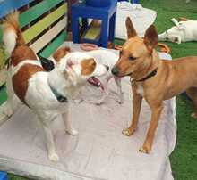 KALA, Hund, Mischlingshund in Spanien - Bild 5
