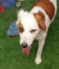 KALA, Hund, Mischlingshund in Spanien - Bild 6