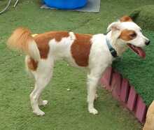 KALA, Hund, Mischlingshund in Spanien - Bild 7