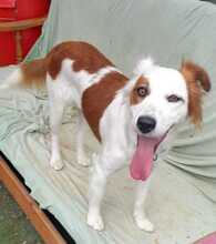 KALA, Hund, Mischlingshund in Spanien - Bild 8