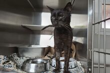 PIRIPICCHIO, Katze, Europäisch Kurzhaar in Italien - Bild 1