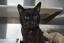 PIRIPICCHIO, Katze, Europäisch Kurzhaar in Italien - Bild 2