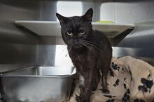 PIRIPICCHIO, Katze, Europäisch Kurzhaar in Italien - Bild 3