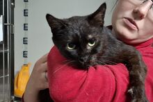 PIRIPICCHIO, Katze, Europäisch Kurzhaar in Italien - Bild 4