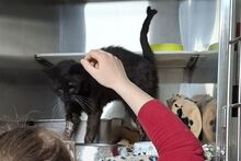 PIRIPICCHIO, Katze, Europäisch Kurzhaar in Italien - Bild 5
