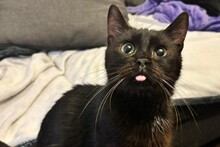 PIRIPICCHIO, Katze, Europäisch Kurzhaar in Baddeckenstedt