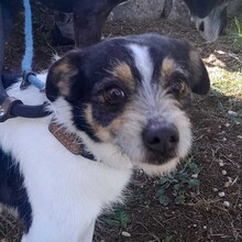 JAKE, Hund, Mischlingshund in Spanien - Bild 1