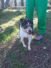 JAKE, Hund, Mischlingshund in Spanien - Bild 2