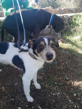 JAKE, Hund, Mischlingshund in Spanien - Bild 3