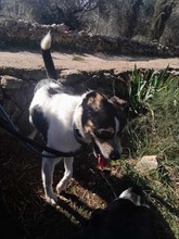 JAKE, Hund, Mischlingshund in Spanien - Bild 4