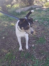 JAKE, Hund, Mischlingshund in Spanien - Bild 5