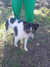 JAKE, Hund, Mischlingshund in Spanien - Bild 6