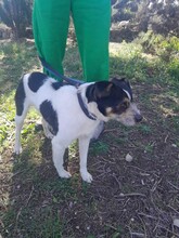 JAKE, Hund, Mischlingshund in Spanien - Bild 7