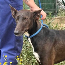 ENEKO, Hund, Podenco-Mix in Spanien - Bild 1