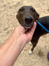 ENEKO, Hund, Podenco-Mix in Spanien - Bild 10