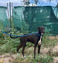 ENEKO, Hund, Podenco-Mix in Spanien - Bild 2