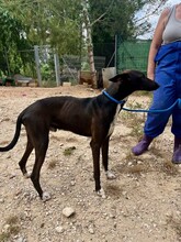 ENEKO, Hund, Podenco-Mix in Spanien - Bild 3