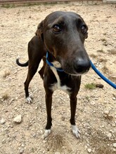 ENEKO, Hund, Podenco-Mix in Spanien - Bild 4