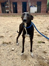 ENEKO, Hund, Podenco-Mix in Spanien - Bild 5