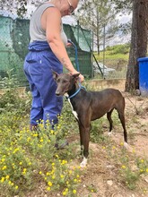 ENEKO, Hund, Podenco-Mix in Spanien - Bild 6