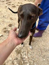 ENEKO, Hund, Podenco-Mix in Spanien - Bild 7