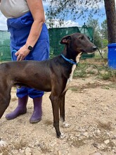 ENEKO, Hund, Podenco-Mix in Spanien - Bild 8