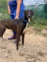 ENEKO, Hund, Podenco-Mix in Spanien - Bild 9