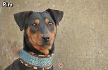 PIM, Hund, Pinscher-Mix in Donzdorf - Bild 1