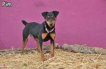 PIM, Hund, Pinscher-Mix in Donzdorf - Bild 2
