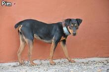 PIM, Hund, Pinscher-Mix in Donzdorf - Bild 3