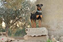 PIM, Hund, Pinscher-Mix in Donzdorf - Bild 4
