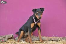 PIM, Hund, Pinscher-Mix in Donzdorf - Bild 5