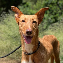 GALA, Hund, Podenco in Spanien - Bild 1