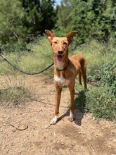 GALA, Hund, Podenco in Spanien - Bild 2